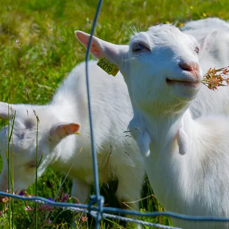 Panorama 4 C And Out With Views Of Slettefjell Lejlighed *